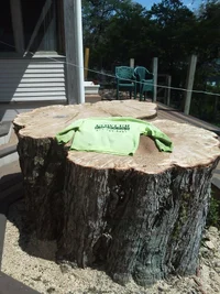 Phone trees final 085.webp