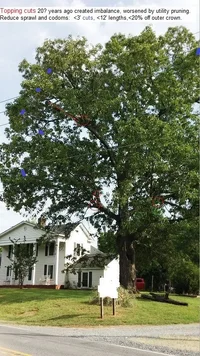 kingoakedits 1505.webp