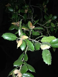 live_oak_leaves.webp