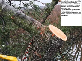 rr white pine cut stem.webp