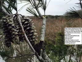 rr white pine cuts twigs.webp