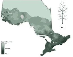 tree_species_distribution_map_-_ash.webp
