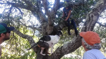 catahoula-in-tree-01.webp