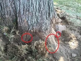 airspade catalpa.webp