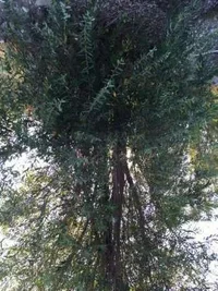 unknown-tree-upsidedown.webp