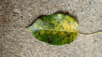 Ditillio Leaf 2.webp