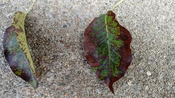 Ditillio Leaf .webp