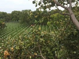 'Saluting Branches' Fort Snelling (2).webp