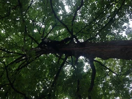 image.webp image.webp