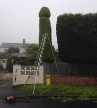 Tree trimmer revenge.webp