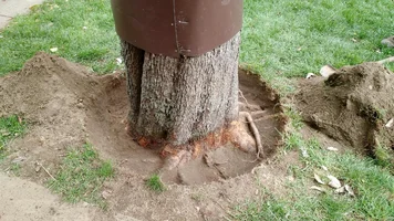 pear tree root collar .webp