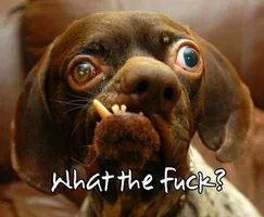 WTF.webp