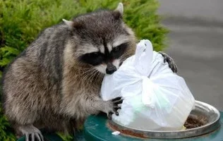 racoon-trash.webp