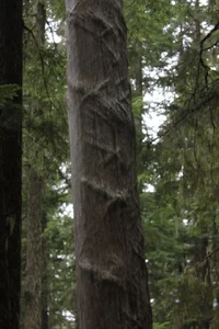 compression grain.webp