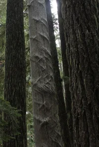 compression grain2.webp