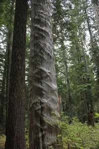 compression grain3.webp