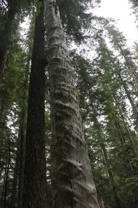 compression grain4.webp