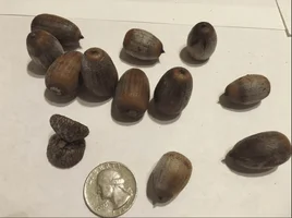 acorns.webp