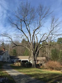 Ash Tree Prune .webp Ash Tree Prune .webp