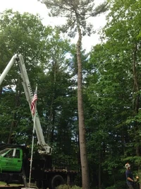 bucket with pine .webp