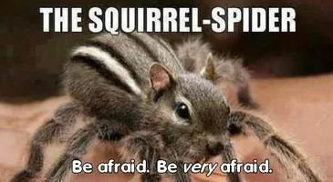 squirrel-spider.webp