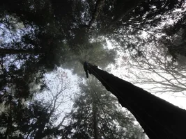 DSC03049 - Copy.webp