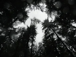 DSC04162 - Copy.webp