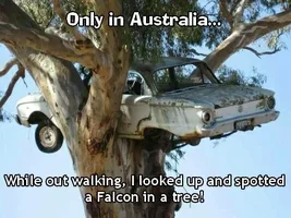falcon-in-tree.webp