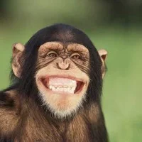 happy-chimp.webp