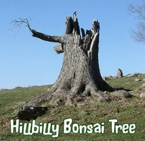 hillbilly-bonsai-tree.webp