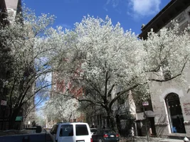Bradford pear 3Apr16r.webp