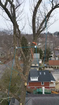 paoli tulip rig 1.webp