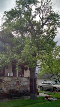 dittilo pear 2016.webp