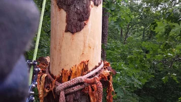 loopie stripped pine.webp