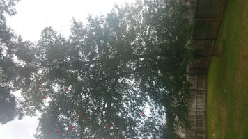 split water oak.webp