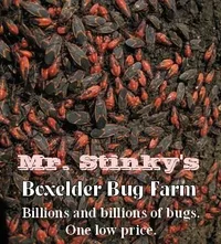 boxelderbugfarm.webp