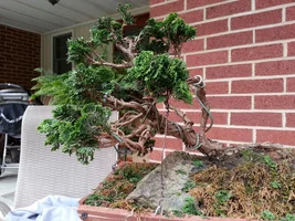 20130922_172308 bonsai  bonsia bonsi.webp