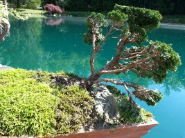 20130512_153736 bonsai.webp