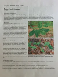 160728 - BLD Pest Alert, 1 of 2 - IMG_0098.webp