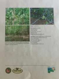 160728 - BLD Pest Alert, 2 of 2 - IMG_0099.webp