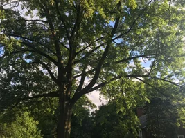 8-6-16 oak2.webp 8-6-16 oak2.webp