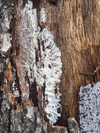 BRPC white mycelia.webp