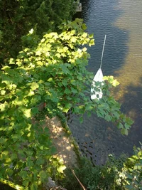 IMG_20160810_112021308-768x1024.webp IMG_20160810_112021308-768x1024.webp