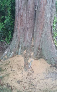 UU Lady Fairhaven Park cedar_ants.webp