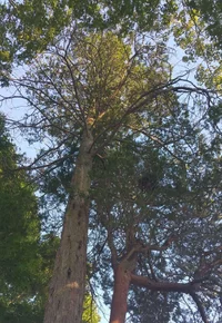 UU Lady Fairhaven Park cedar canopy_ants.webp