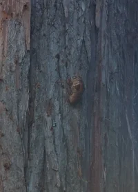 UU Lady Fairhaven Park cedar_beetle.webp