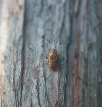 UU Lady Fairhaven Park cedar_beetle_closer view.webp