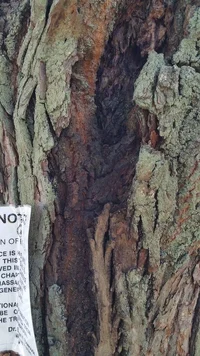 Tilia platyphyllos_route 6 damage001.webp Tilia platyphyllos_route 6 damage001.webp