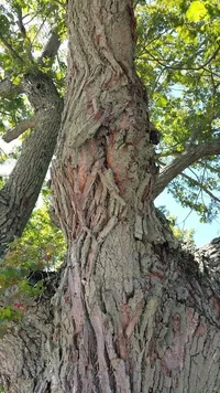 Tilia platyphyllos_route 6 damage007.webp Tilia platyphyllos_route 6 damage007.webp