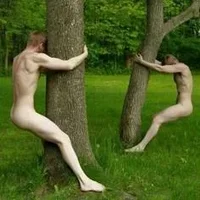 naked-tree-removals.webp